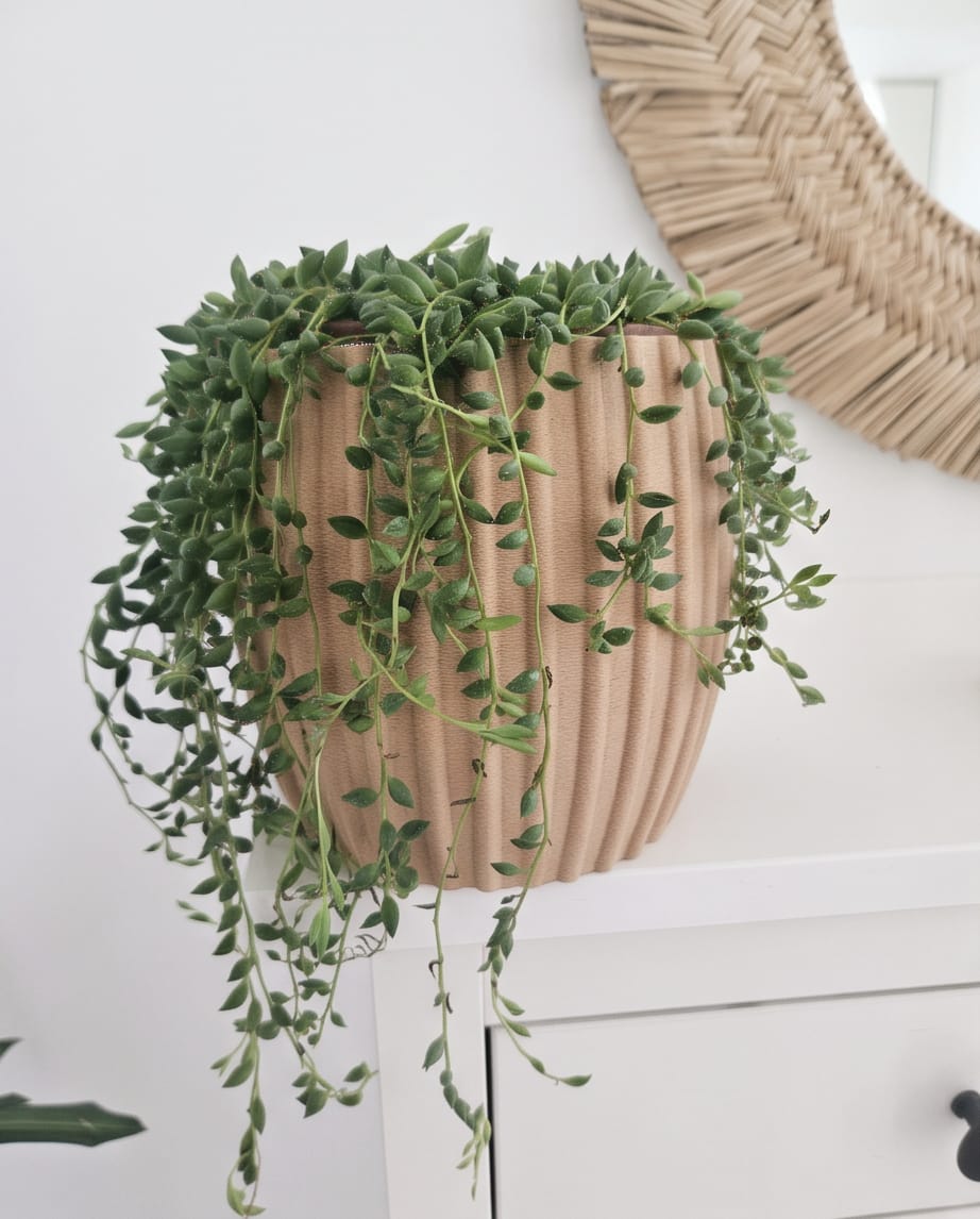 Ribbed planter with a trailing plant in a bright home